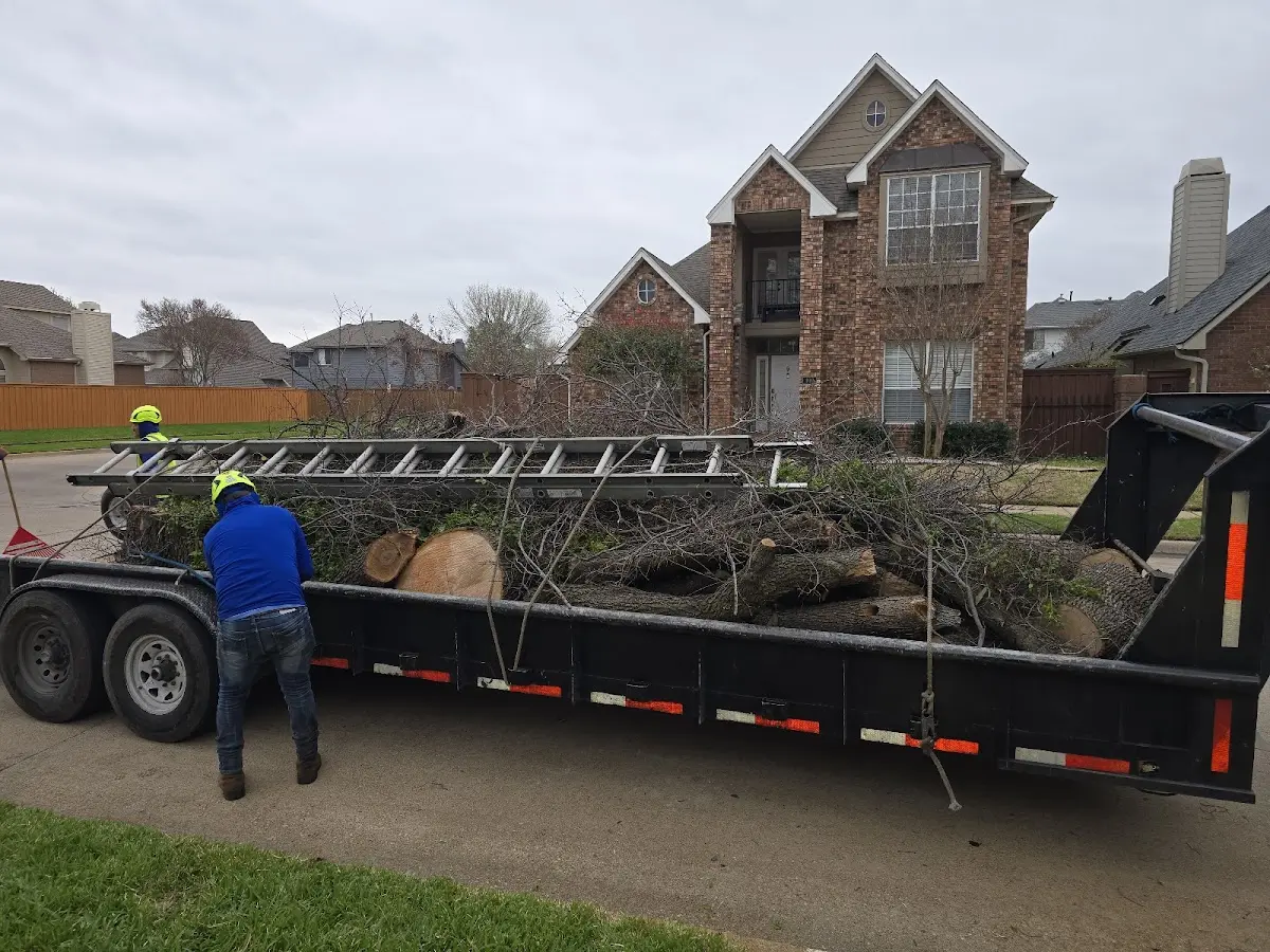 Expert Tree Removal with proper safety equipment in Lyons